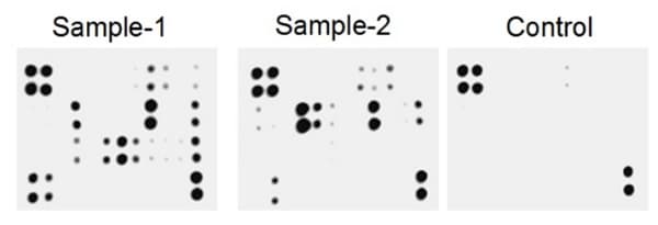 Mouse Cytokine Antibody Array (Membrane, 40 Targets)(AB211068)