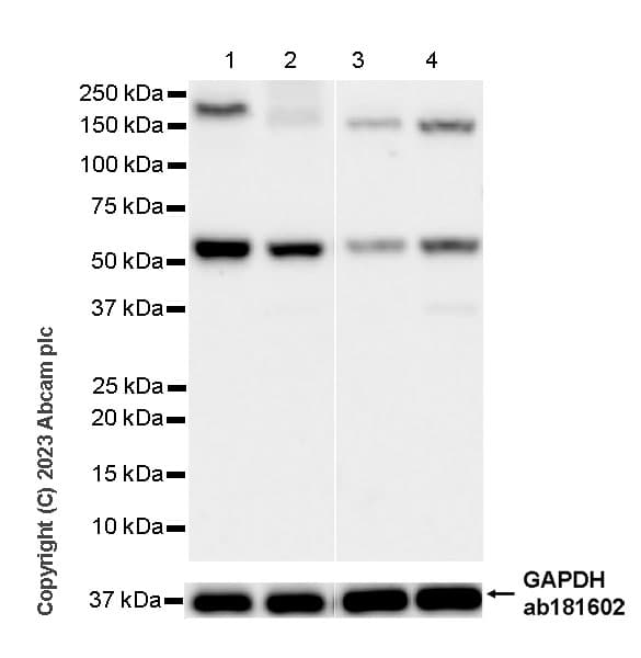 Anti-BTN3A1 antibody [EPR28070-15](AB315804)