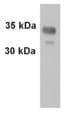 Synaptophysin Antibody Synaptic Marker Ab32594  Western Blot Img8432
