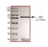 Ab268772  Sds Page Img11459