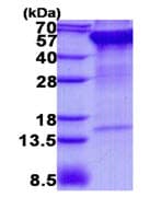Ab139620  Sds Page Img48323
