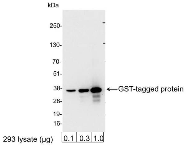 Anti-GST antibody(AB184804)