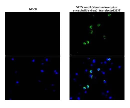 Anti-Venezuelan equine encephalitis virus nsp3 antibody [HL1502] - BSA and Azide free(ab313935)