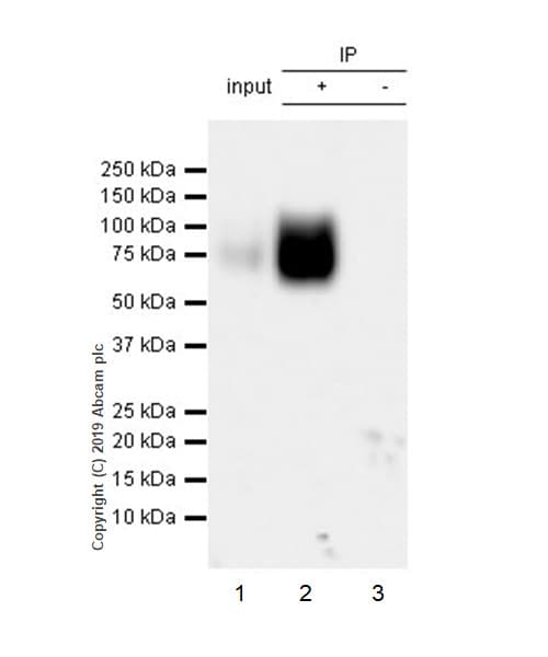 Anti-CD19 antibody [EPR23174-145](AB245235)