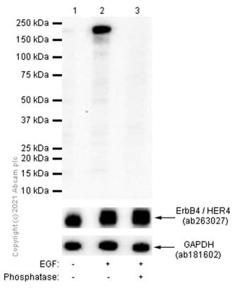 Anti-ErbB4 / HER4 (phospho Y1284) antibody [EPR2273(2)](AB109273)