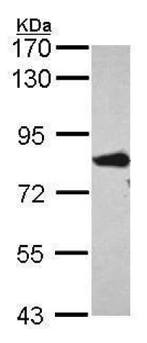 Anti-FACL4 antibody(AB227256)