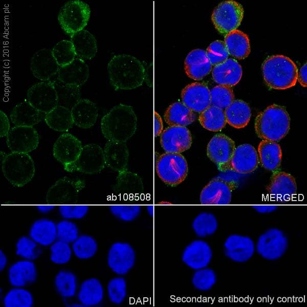 Anti-Lysozyme antibody [EPR2994(2)](AB108508)