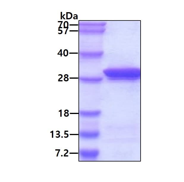 Ab104671  Sds Page Img410127