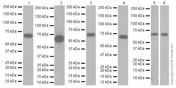 Anti-Albumin antibody [EPR20195](AB207327)