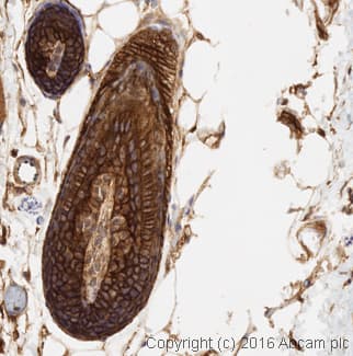 Anti-EGFR antibody [E235] - BSA and Azide free(AB227459)