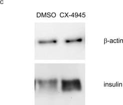 Anti-Insulin antibody [EPR17359](AB181547)