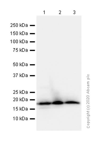 Anti-beta Synuclein antibody [EP1537Y] - BSA and Azide free(AB221908)