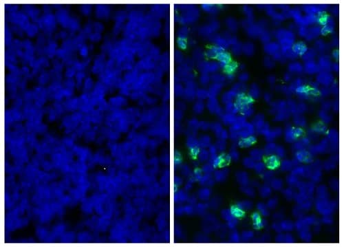 Anti-Ly6g + Ly6c antibody [RB6-8C5](AB25377)