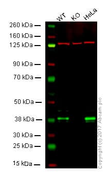 Anti-IKB alpha antibody [E130] - BSA and Azide free(AB215972)