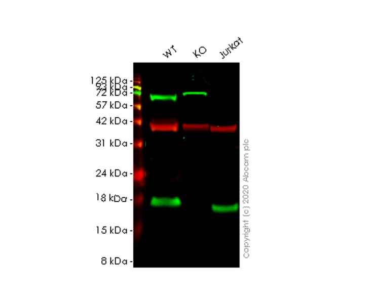 Ab257136  Western Blot Img136277