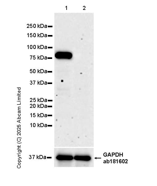 Goat Anti-Rabbit IgG H&L (HRP)(AB97051)