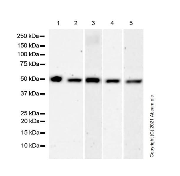 Gaba A Receptor Gamma 2 Gabrg2 Antibody Epr25325 5 Ab288564  Western Blot Img171798