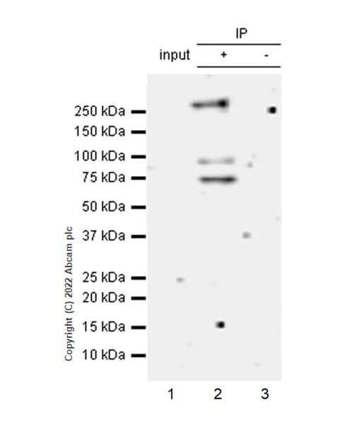 Nuclear Receptor Corepressor Ncor Antibody Epr23834 46 Bsa And Azide Free Ab300616  Immunoprecipitation Img406409