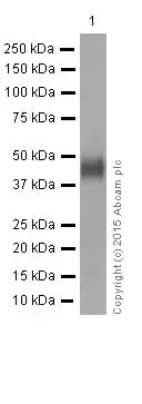 Anti-HLA A antibody [EP1395Y](AB52922)