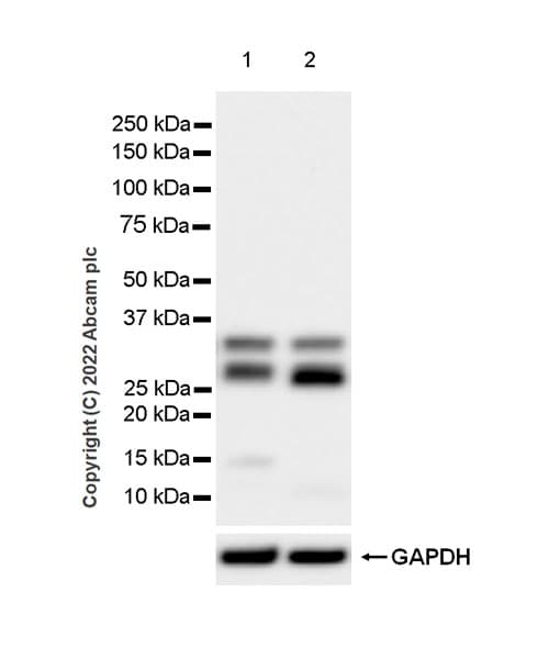Anti-TREX1 antibody [EPR25101-12] (BSA and Azide free)(AB300446)