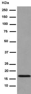 Ndufb11 Antibody Epr15252 Bsa And Azide Free Ab250690  Western Blot Img79283