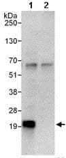 Anti-MAX antibody(AB101271)