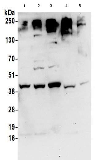 Anti-DHPS/DHS antibody(AB190266)
