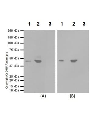 Anti-ATG4B antibody [EPR16572] - BSA and Azide free(AB251285)