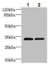 Anti-TMEM71 antibody(AB235788)