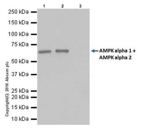 Anti-AMPK alpha 1 + AMPK alpha 2 antibody [EPR19549] - BSA and Azide free(AB222491)