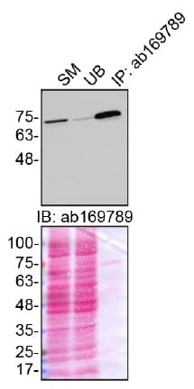 Anti-Moesin antibody [EPR2429(2)] - BSA and Azide free(AB249530)
