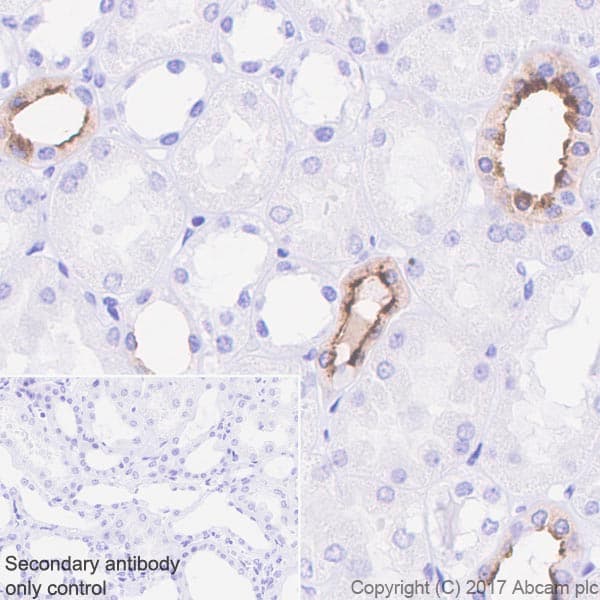 Anti-Aquaporin 2 antibody [EPR21080] - BSA and Azide free(AB230170)