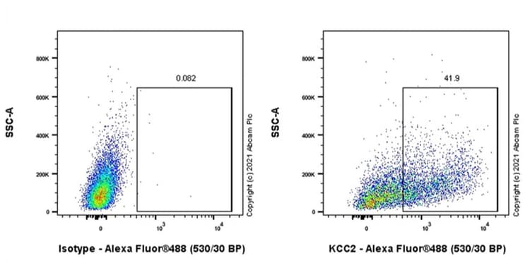 Anti-KCC2 antibody [EPR24203-85](AB259969)