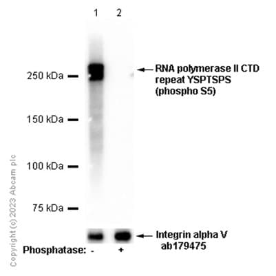 Anti-RNA polymerase II CTD repeat YSPTSPS (phospho S5) antibody [EP1510Y](AB76292)