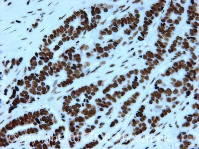 Anti-Histone H4 antibody - ChIP Grade(AB10158)