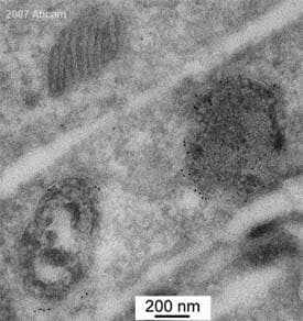 Anti-Myc tag antibody(AB9106)