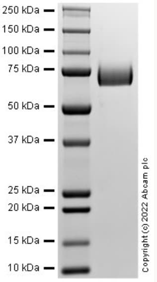 Recombinant Rat MAG Protein(AB288812)