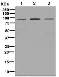 Anti-Cdc27 antibody [EPR7798] - BSA and Azide free(AB248290)