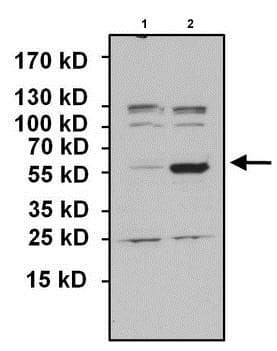 Anti-PAX7 antibody(AB187339)
