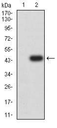 Anti-GRIK3/GluK3 antibody [2B3D1](AB233734)
