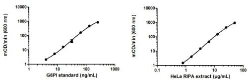 HeLa Whole Cell RIPA Extract(AB170197)