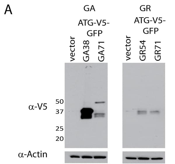 Anti-V5 tag antibody [SV5-Pk1](ab27671)