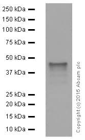 Anti-PAX5 antibody [EPR3730(2)](AB109443)