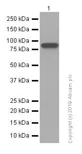 Anti-beta Catenin antibody [E247] - ChIP Grade(AB32572)