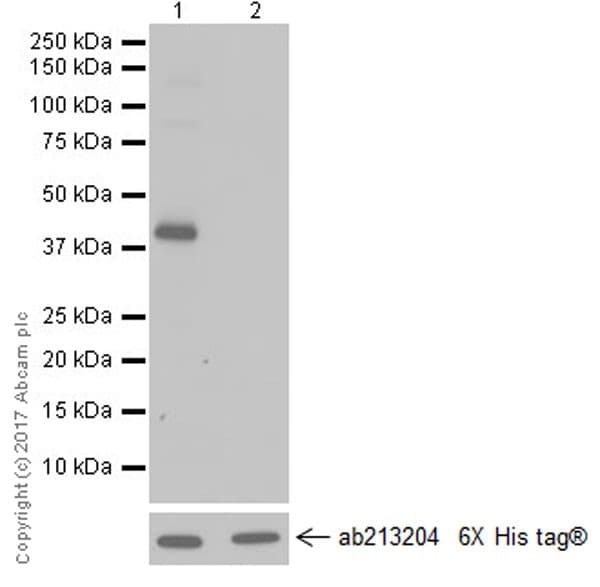 Anti-GNAQ antibody [EPR20978](AB210004)