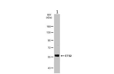 Ets2 Antibody Ab272866  Western Blot Img450491