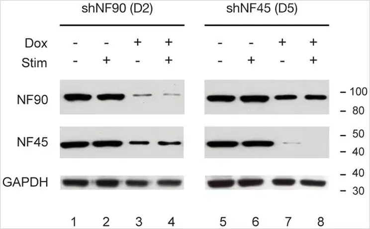 Anti-GAPDH antibody - Loading Control(AB9485)