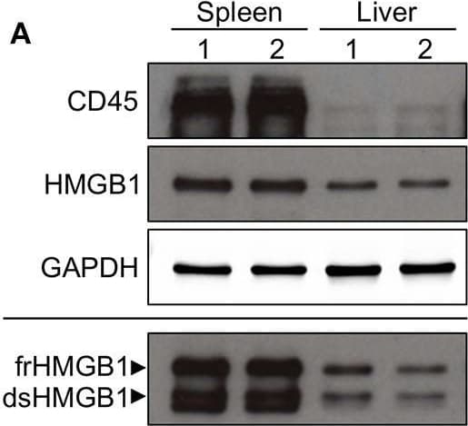 Anti-CD45 antibody(AB10558)
