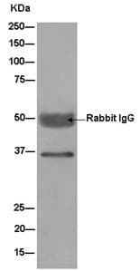 Anti-DDAH1 antibody [EPR13922](AB180599)