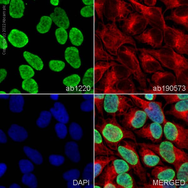 Anti-Histone H3 (di methyl K9) antibody [mAbcam 1220] - ChIP Grade(AB1220)